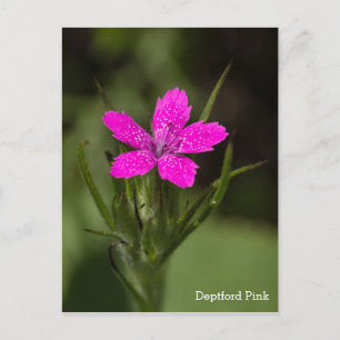 Backglim Vildblomma Namn Blommig vykort