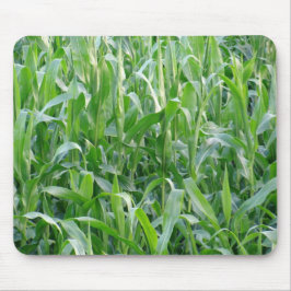 Background Photo Rural Grönt Cornfield Musmatta