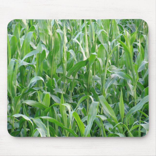 Background Photo Rural Grönt Cornfield Musmatta (Framsidan)