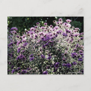 Backlit Asters Vykort