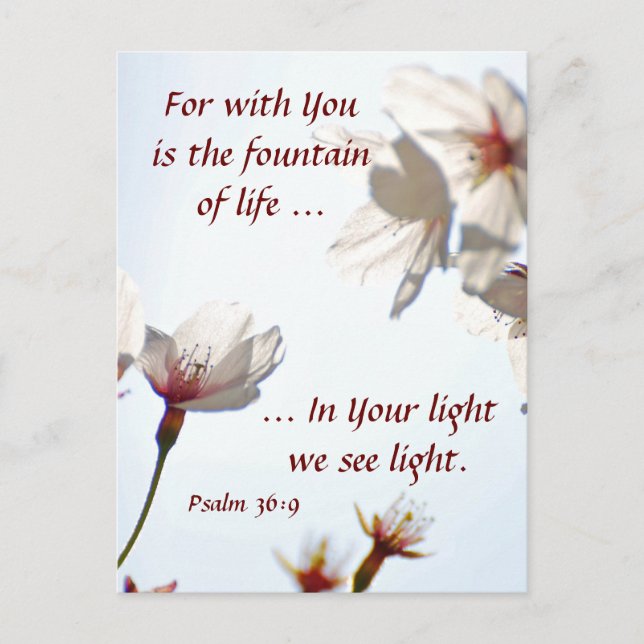 Backlit Cherry Blommars 2 Vykort (Framsida)