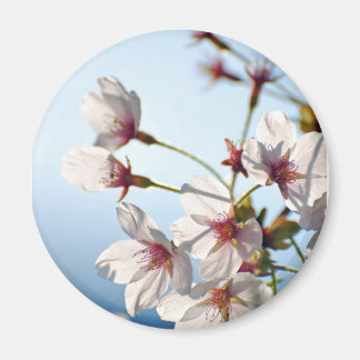 Backlit Cherry Blommars Magnet