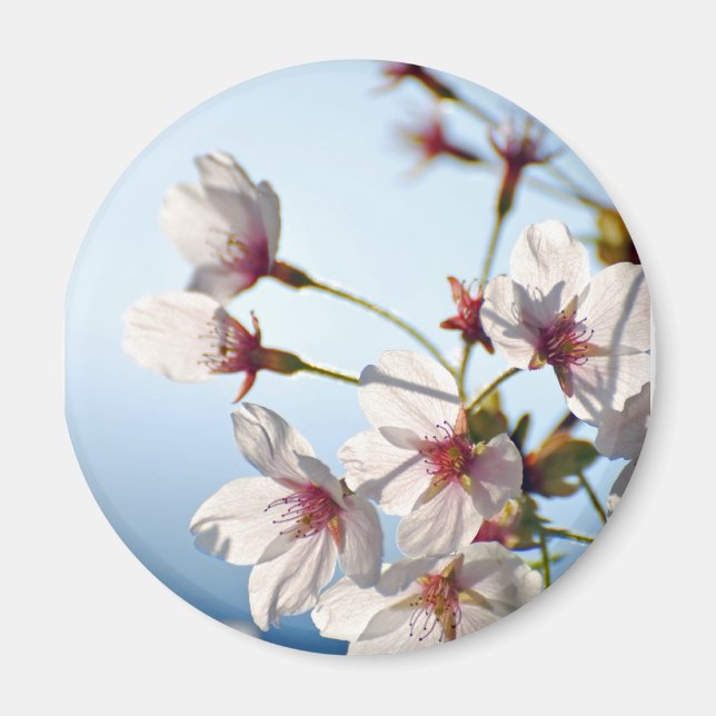 Backlit Cherry Blommars Magnet (Framsidan)