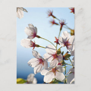 Backlit Cherry Blommars Vykort