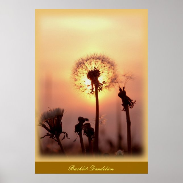 Backlit Dandelion - Chisasibi Quebec Kanada Poster (Framsidan)