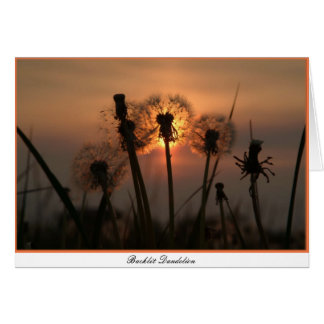 Backlit Dandelion Hälsningskort