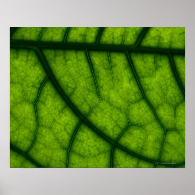Backlit Grönt Löv Poster (Framsidan)