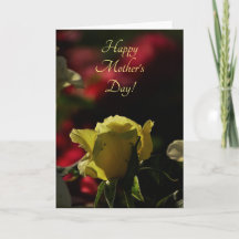 Backlit Gul ros Bud Open Mors dag