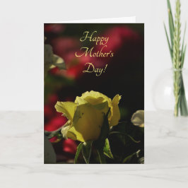 Backlit Gul ros Bud Open Mors dag Kort