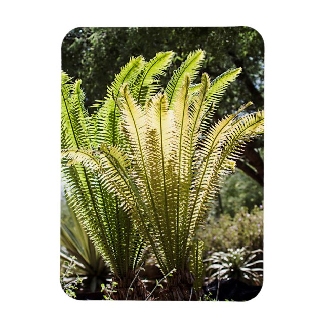 Backlit handflatan magnet (Vertikal)