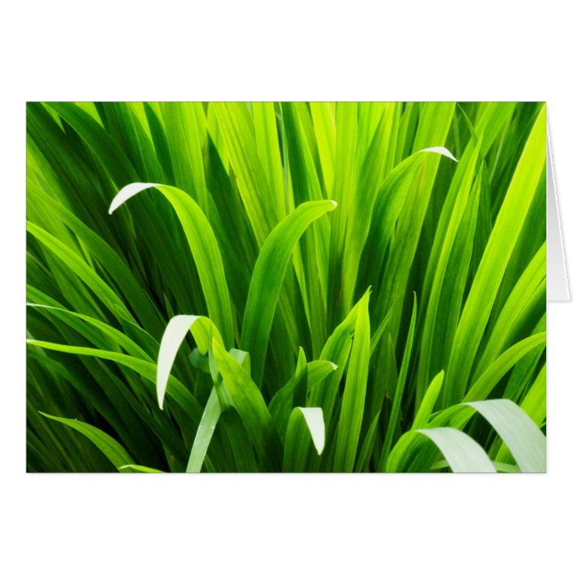 Backlit Löv i Garden Hälsningskort (Framsidan Horizontal)