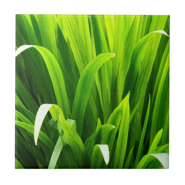 Backlit Löv i Garden Kakelplatta (Framsidan)