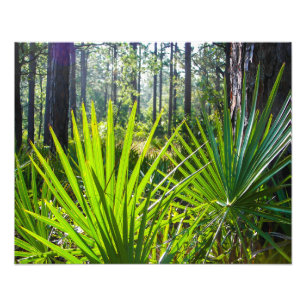 Backlit Saw Palmetto Fronts Fototryck