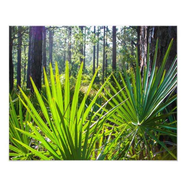 Backlit Saw Palmetto Fronts Fototryck (Framsidan)