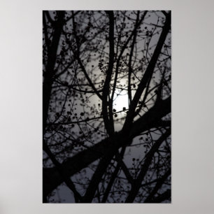 Backlit Träd Poster