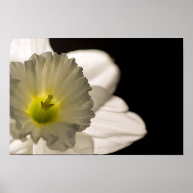 Backlit White Daffodil Poster (Framsidan)