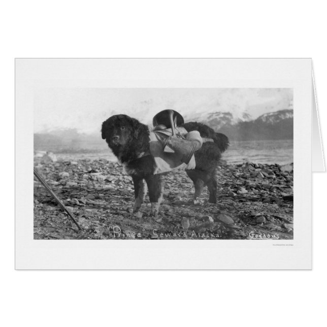 Backpackaging Hund Seward, Alaska 1911 Hälsningskort (Framsidan Horizontal)