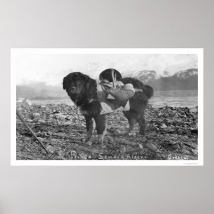 Backpackaging Hund Seward, Alaska 1911 Poster