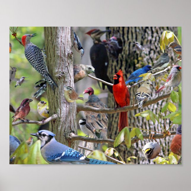 Backyard Bird Poster (Framsidan)