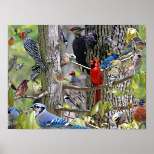 Backyard Bird Poster