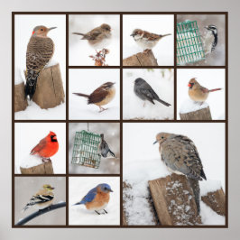 Backyard Birds i Snö Poster