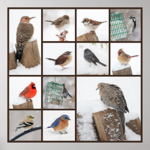 Backyard Birds i Snö Poster