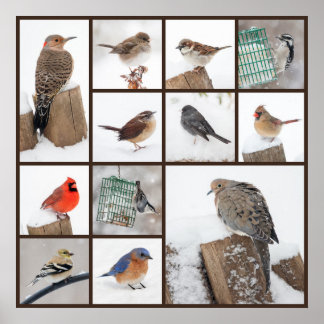 Backyard Birds i Snö Poster