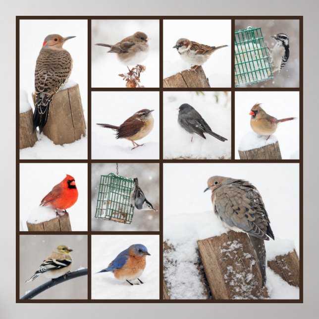 Backyard Birds i Snö Poster (Framsidan)