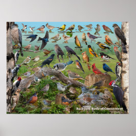 Backyard Birds of Connecticut Poster