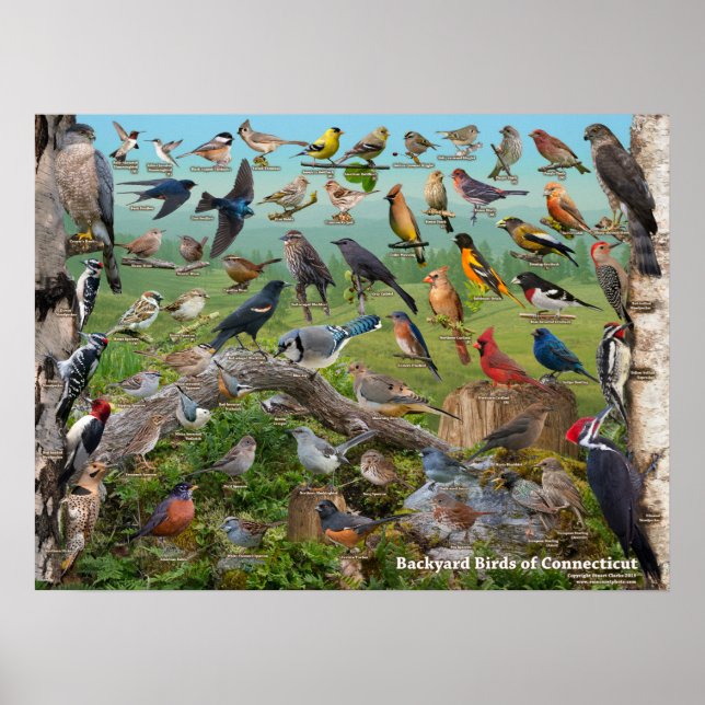 Backyard Birds of Connecticut Poster (Framsidan)