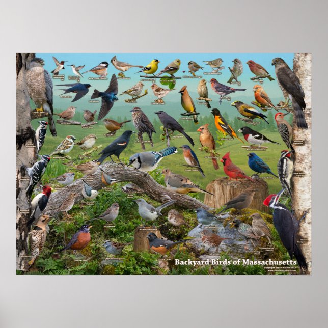 Backyard Birds of Massachusetts Poster (Framsidan)