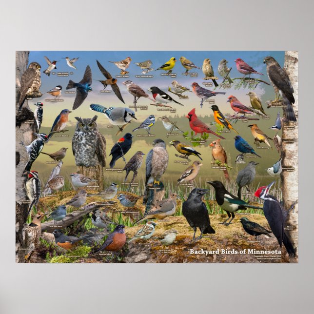 Backyard Birds of Minnesota Poster (Framsidan)