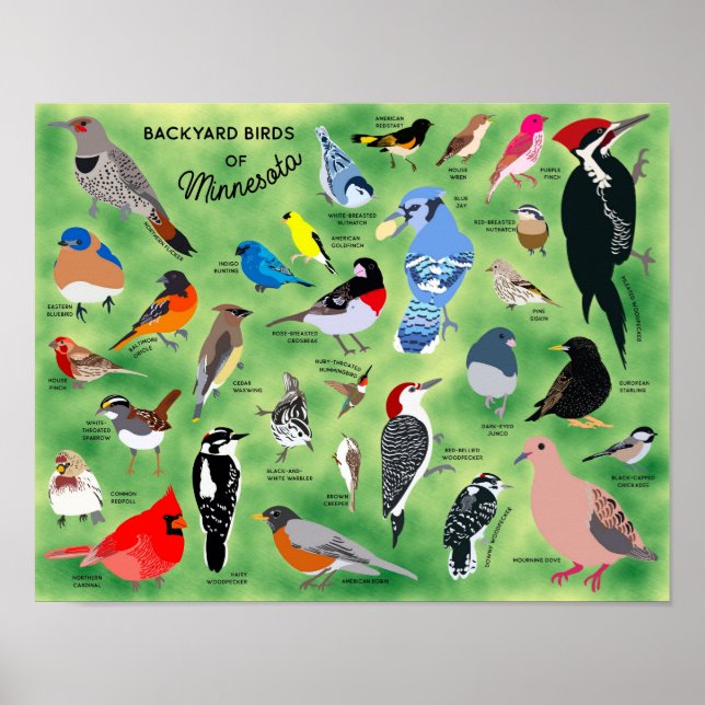 Backyard Birds of Minnesota Poster (Framsidan)