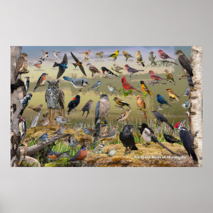 Backyard Birds of Minnesota Poster