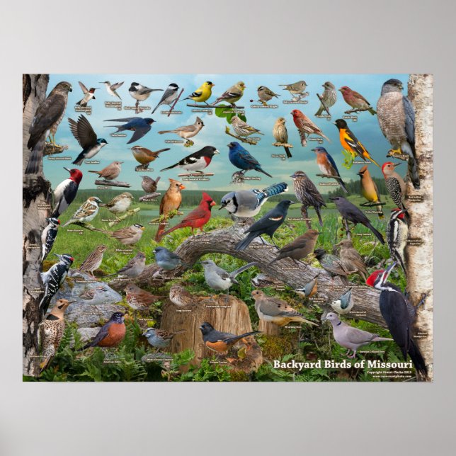 Backyard Birds of Missouri Poster (Framsidan)