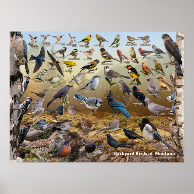 Backyard Birds of Montana Poster (Framsidan)