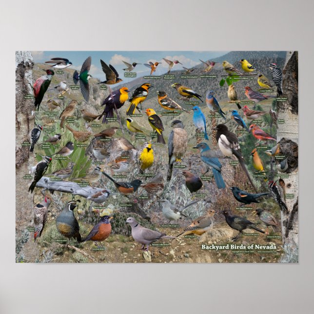 Backyard Birds of Nevada Poster (Framsidan)
