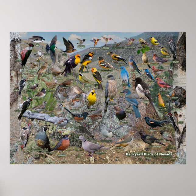 Backyard Birds of Nevada Poster (Framsidan)