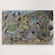 Backyard Birds of Nevada