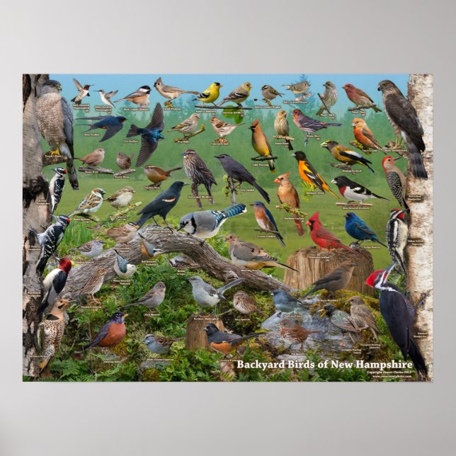 Backyard Birds of New Hampshire Poster (Framsidan)
