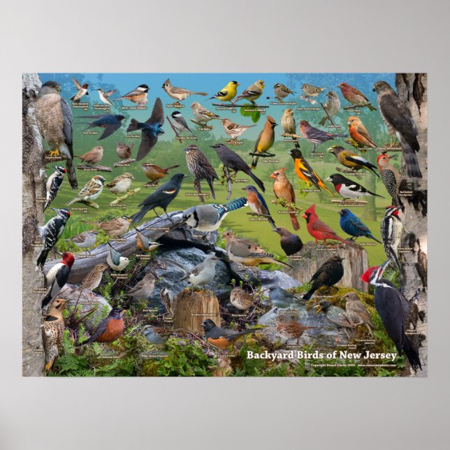 Backyard Birds of New jersey Poster (Framsidan)