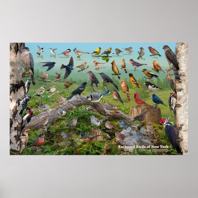 Backyard Birds of New York Large Poster (Framsidan)