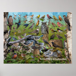 Backyard Birds of Newfoundland Poster