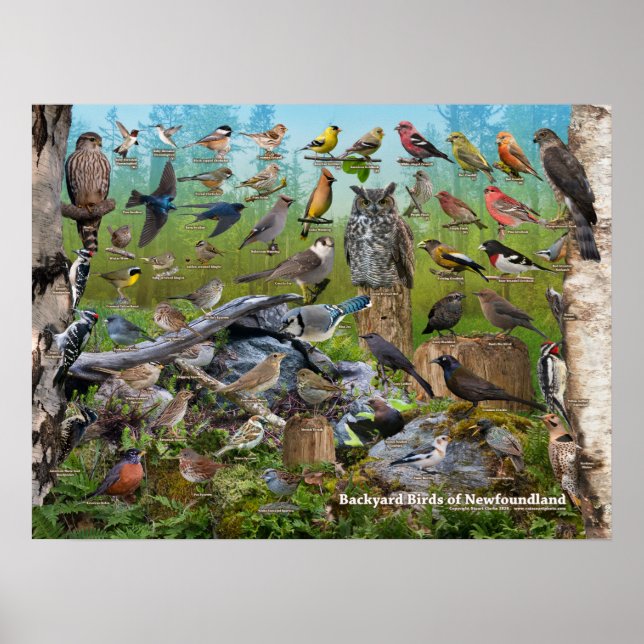Backyard Birds of Newfoundland Poster (Framsidan)