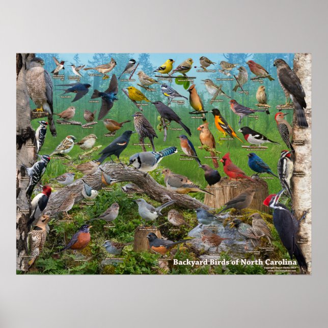 Backyard Birds of North Carolina Poster (Framsidan)