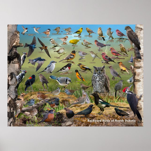 Backyard Birds of North Dakota Poster (Framsidan)