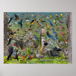 Backyard Birds of Northern California Poster