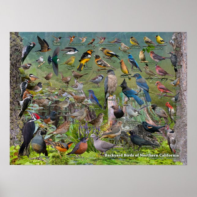Backyard Birds of Northern California Poster (Framsidan)
