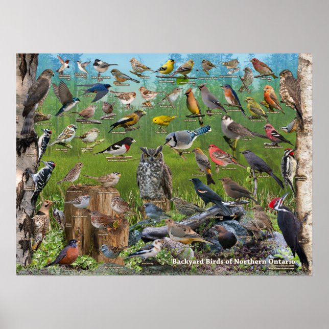 Backyard Birds of Northern Ontario Poster (Framsidan)
