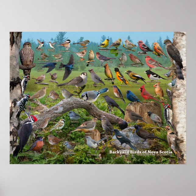 Backyard Birds of Nova Scotia Poster (Framsidan)